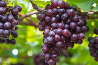 Buletedan Teknolojisi