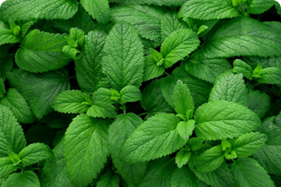 Buletedan Teknolojisi